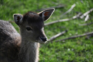 wild deer animal on a green meadow