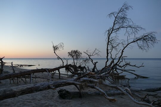 Driftwood trees on quiet seashore at sunset, Kolka, Latvia