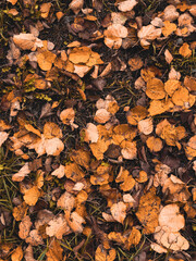 autumn leaves background