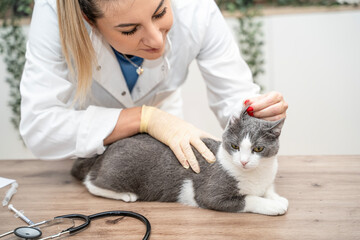 Cropped picture of young veterinarian woman checking cats ears. Examining cute domestic cat at vet...