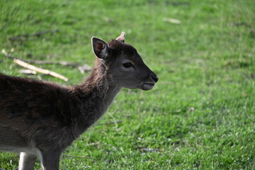 wild deer animal on a green meadow