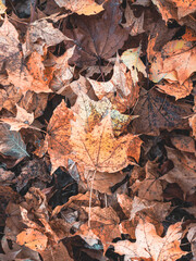 autumn leaves on the ground