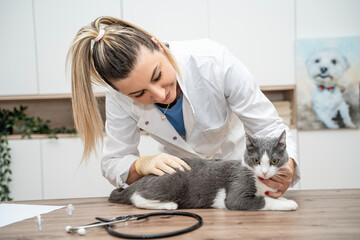 Handsome young veterinarian woman examining a beautiful white and gray domestic cat at vet clinic....
