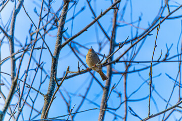 Pajaro en el árbol