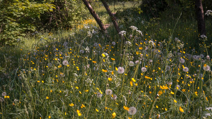 An idyllic view of the shady forest meadow filled with wildflowers - yellow buttercups and fluffy dandelion clocks, bathed in warm sunlight alternating with shadows.