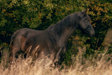 Fototapeta premium A kabardinian horse in front of an autumnal forest landscape