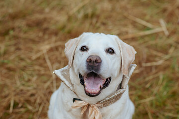 portrait of a labrador dog in nature