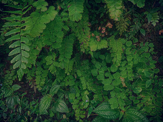 fern leaf nature, jungle paradise concept. Green and sustainable environment.