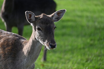 wild deer animal on a green meadow