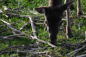 wild deer animal on a green meadow