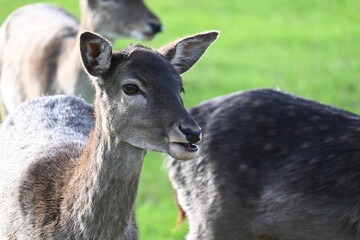 wild deer animal on a green meadow