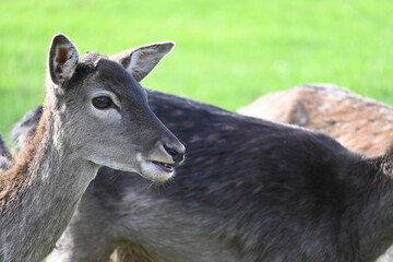 wild deer animal on a green meadow