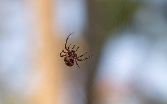 Close up detailed photograph of an Orb Weaving Barn Spider, neoscona cruciferain, in a spider web
