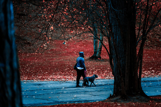 paseando el perro por el bosque