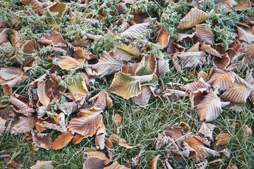 liście,jesień, przymrozek 