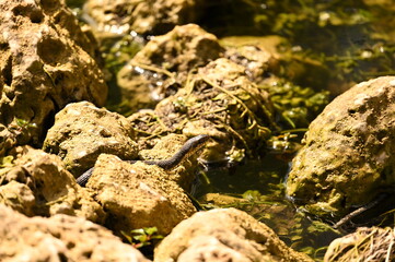 COTTONMOUTH SNAKE - EVERGLADES