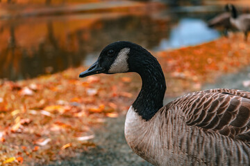 pato en el lago