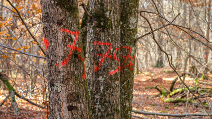 Marked trees by numbers, deforestation preparation