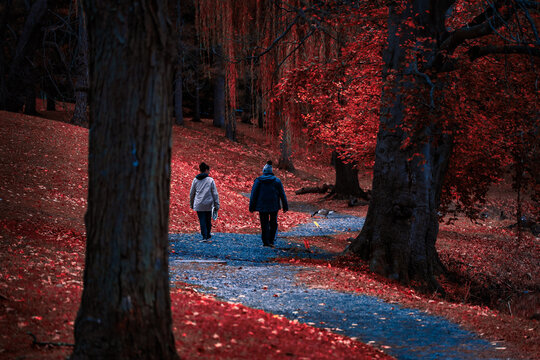 paseo por el bosque