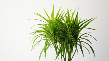 Fototapeta premium Green Plant Leaves with White Background