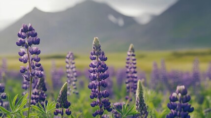 A field of purple lupine flowers bloom in the foreground, with a mountain range in the background.