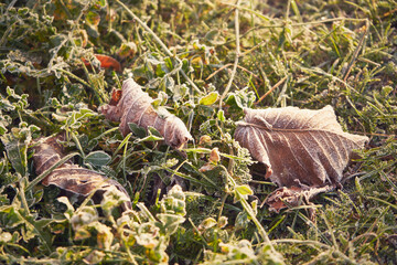 liść,jesień,przymrozek 