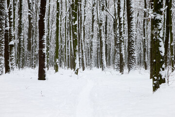  Winter forest and the road. Winter landscape. Forest landscape