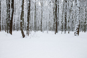  Winter forest and the road. Winter landscape. Forest landscape