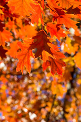 Autumn leaves on sunny day. Autumn leaves. Autumn forest.