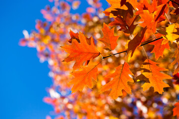Autumn leaves on sunny day. Autumn leaves. Autumn forest.