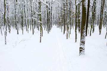  Winter forest and the road. Winter landscape. Forest landscape