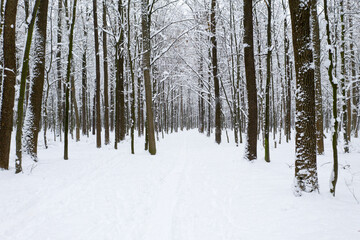  Winter forest and the road. Winter landscape. Forest landscape