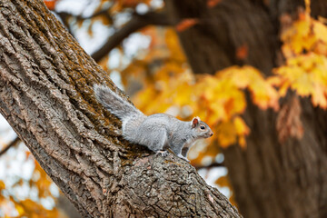 Ardilla árbol, primavera, bosque, animales, roedores, naturaleza