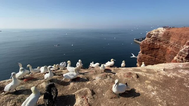 Albatrosse auf Helgoland