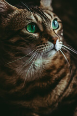 Golden spotted bengal cat