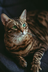 Golden spotted bengal cat