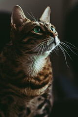 Golden spotted bengal cat