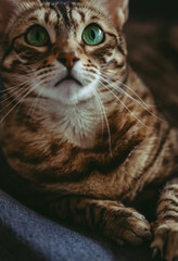 Golden spotted bengal cat