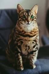 Golden spotted bengal cat
