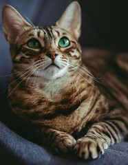 Golden spotted bengal cat