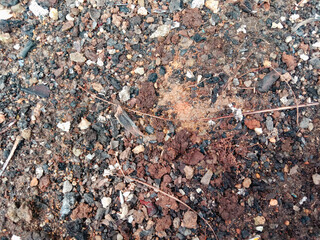A gravelly soil surface in a humid environment.
