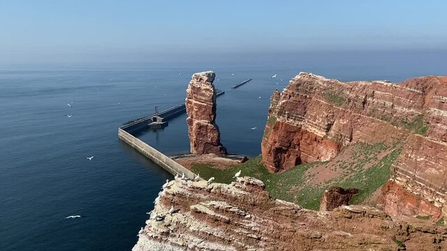 Albatrosse auf Helgoland