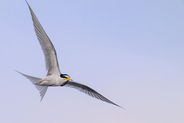 Fototapeta premium コアジサシ