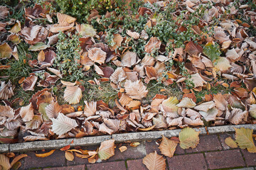 liście,jesień, przymrozek 