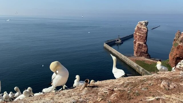 Albatrosse auf Helgoland
