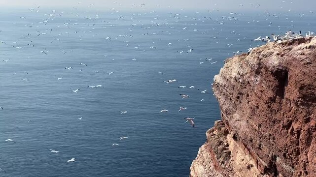 Albatrosse auf Helgoland