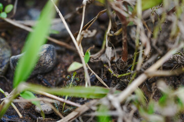 snail on the ground