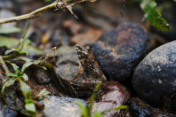 seaweed on the rocks