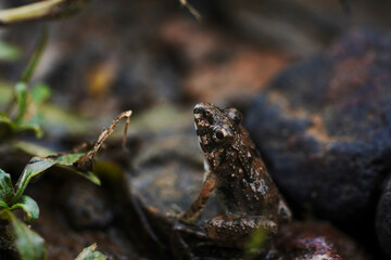 frog on the stone