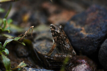frog on the rocks
